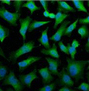 Immunofluorescence analysis of Hela tissue using CK-18 Monoclonal Antibody at dilution of 1:100.