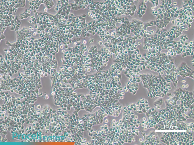RH-35 Cell Complete Medium - 2