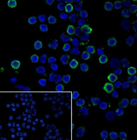 Recombinant LILRB1 Monoclonal Antibody - small - 3