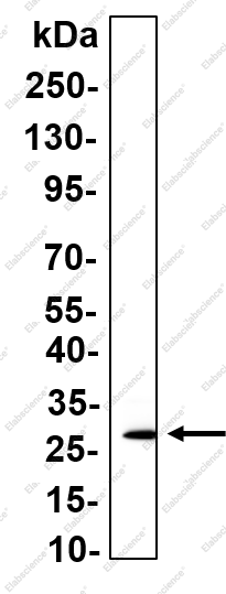 Recombinant SF2 Monoclonal Antibody - 1