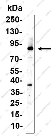 Recombinant CD26 Monoclonal Antibody - 1
