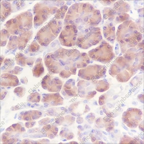 Recombinant ATG4B Monoclonal Antibody - 3