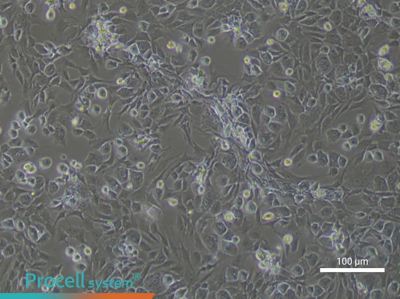 Rat Endplate Chondrocyte Complete Medium - 2
