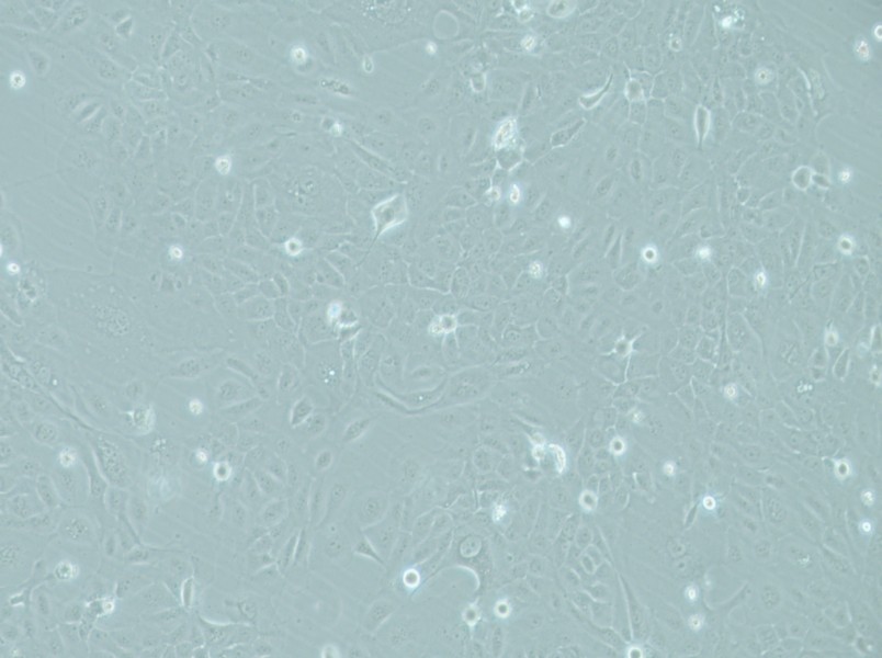 RWPE-1 Cell Complete MediumRWPE-1 Cell Complete Medium - 3