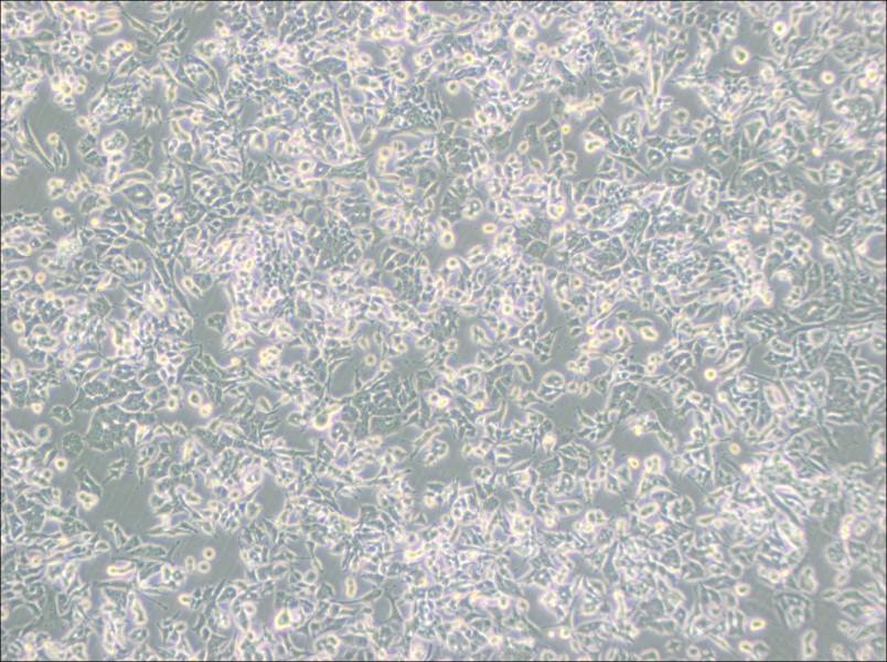 PC-12 (Low differentiation) Cell Complete Medium-searchlist-1