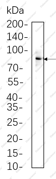 Recombinant Phospho-STAT3 (Tyr705) Monoclonal Antibody - 1