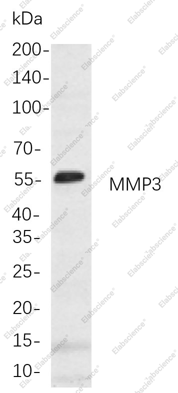Recombinant MMP3 Monoclonal Antibody - 1