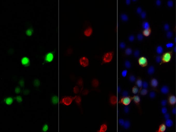 Purified Anti-Mouse CD8a Antibody[53-6.7]-产品推荐-4
