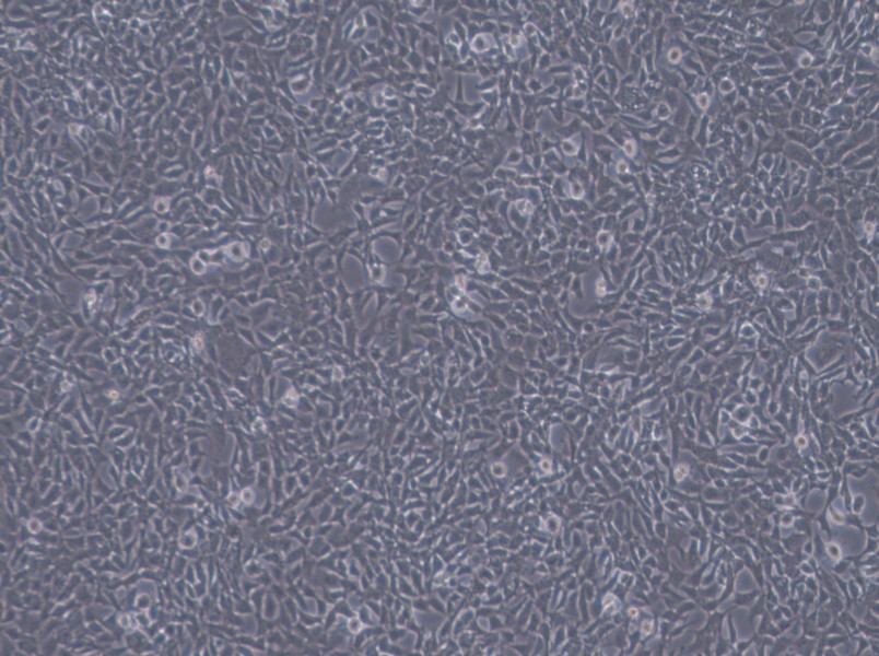 CHL Cell Complete Medium - 3