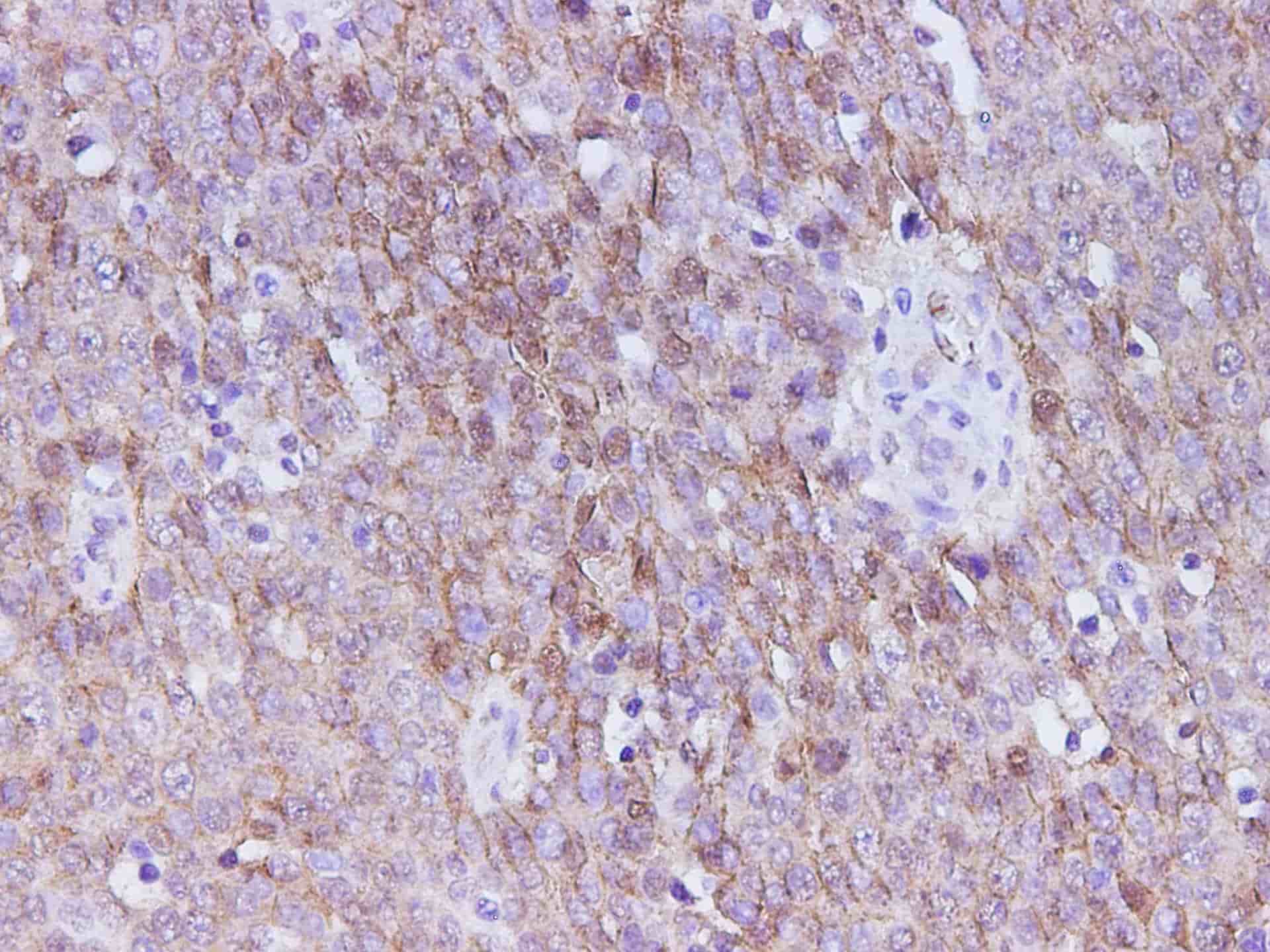 PE/Cyanine5.5 Rat IgG1, κ Isotype Control[HRPN]-产品推荐-1