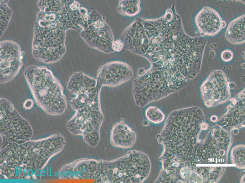 NCI-H1781 - 5