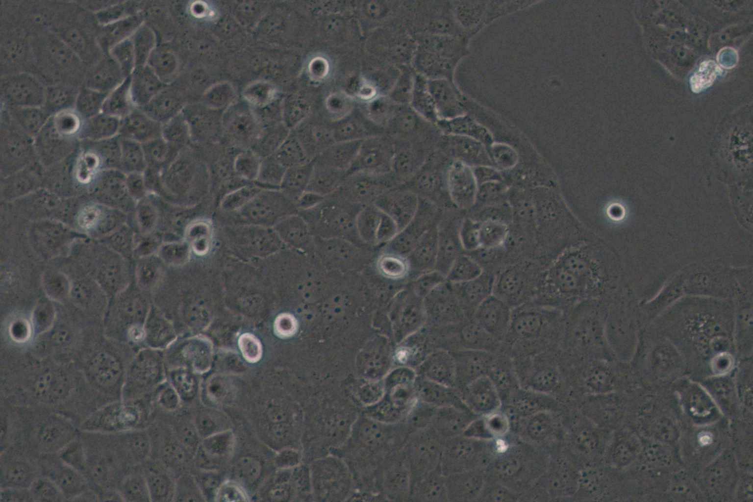 SF763 Cell Complete Medium - 4