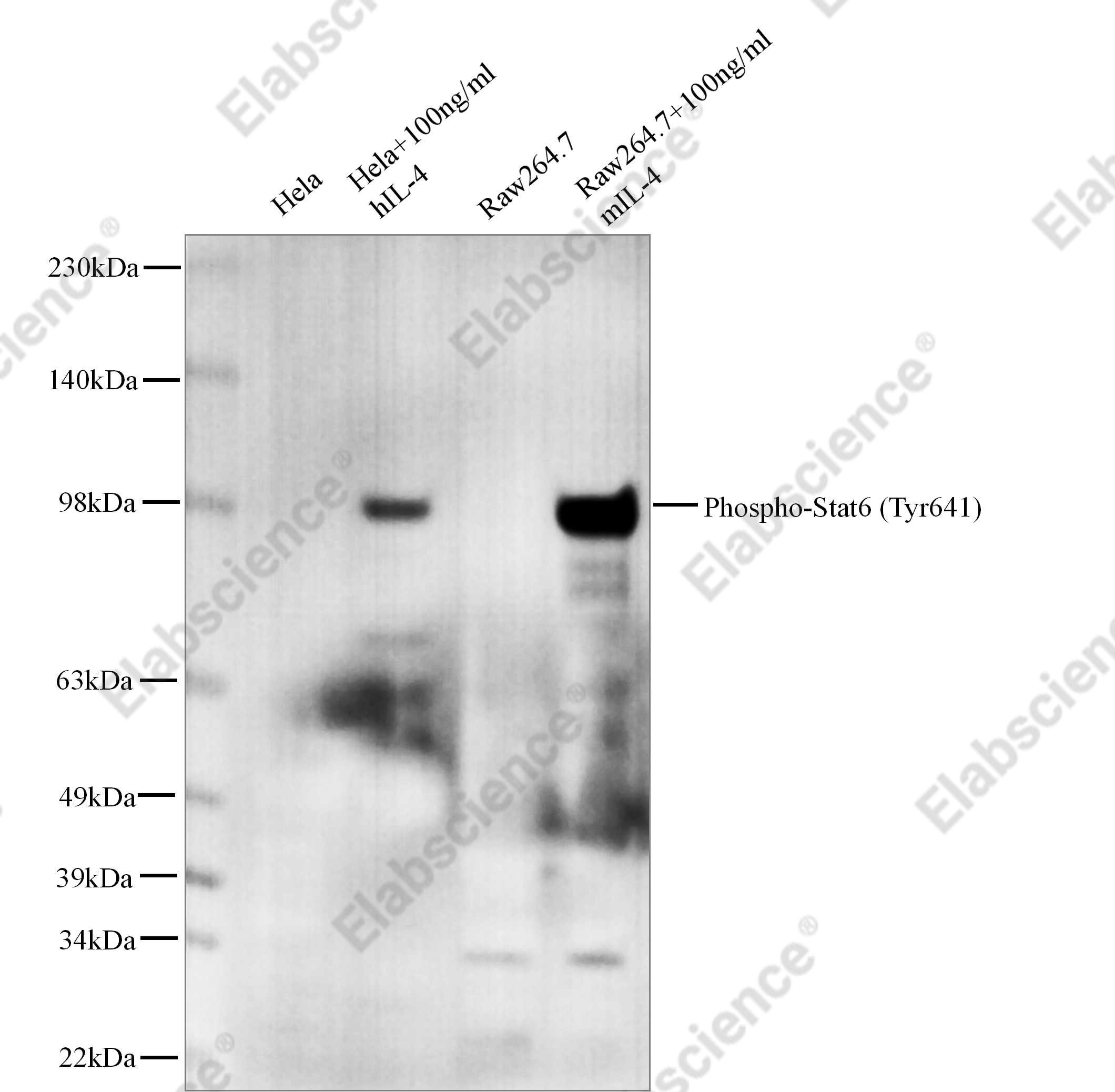 Recombinant Phospho-Stat6 (Tyr641) Monoclonal Antibody - 1
