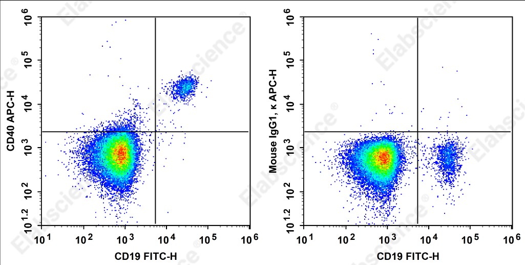 APC Anti-Human CD40 Antibody[HB14] - 1