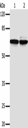 Western Blot analysis of 293T and Hela cells using PIF1 Polyclonal Antibody at dilution of 1/500