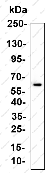 Recombinant RBBP4 Monoclonal Antibody - 1