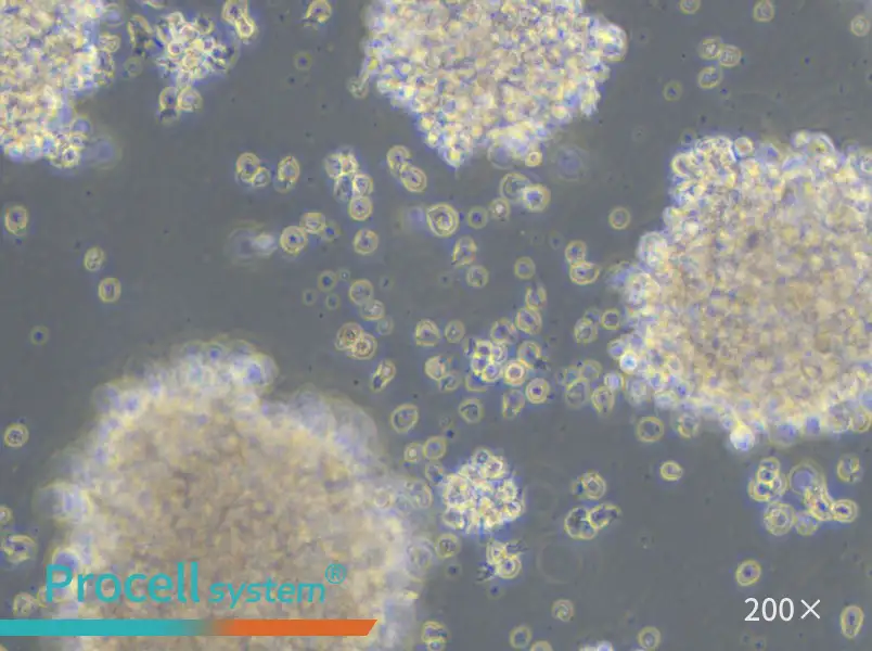 GM23255 Cell Complete Medium - 5