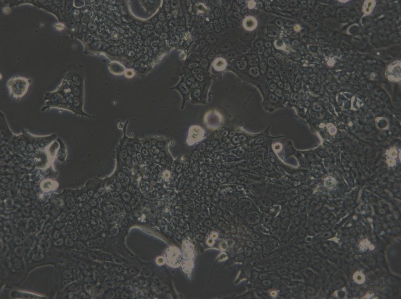 SW1417 Cell Complete Medium - small - 4