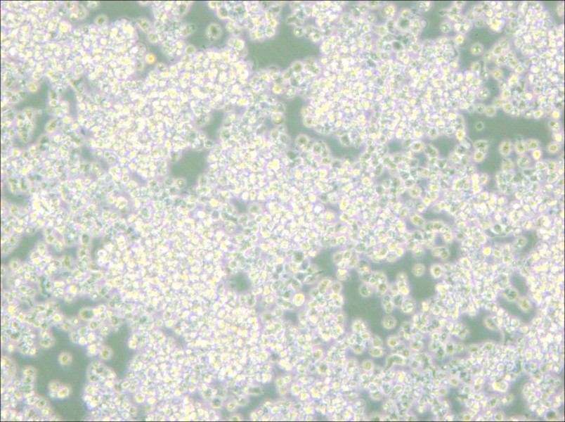 EL-4-B5 Cell Complete Medium - 5