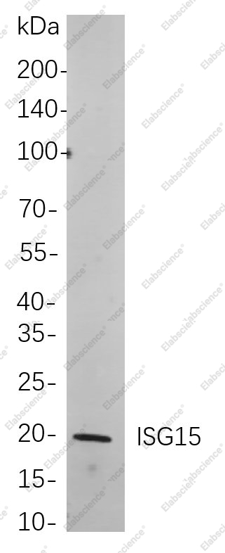 Recombinant ISG15 Monoclonal Antibody - 1