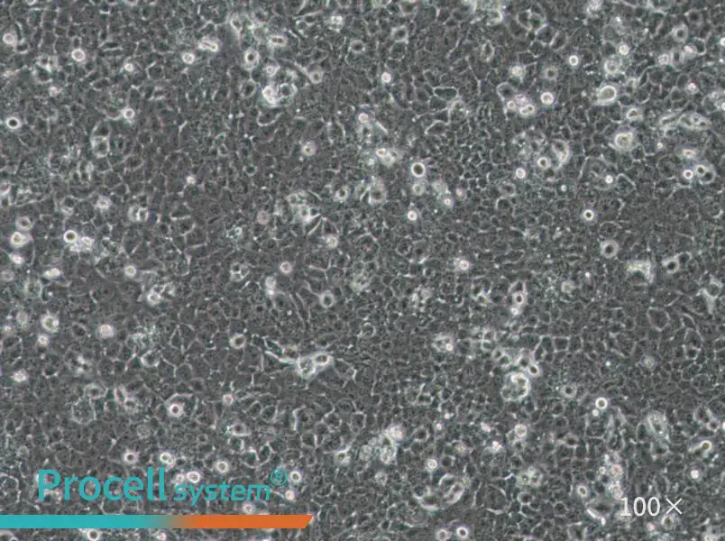 JHH-7 Cell Complete Medium - 3