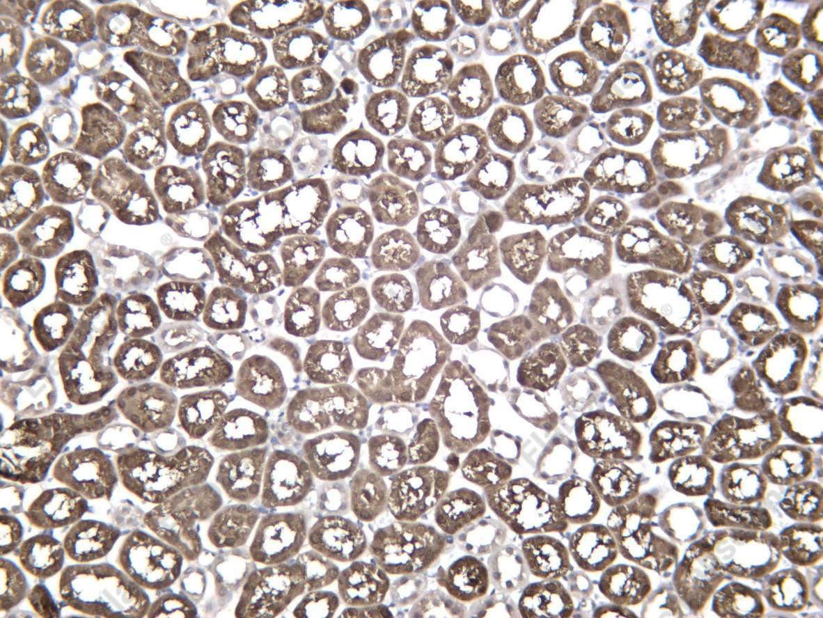 Recombinant GSHB Monoclonal Antibody - 3