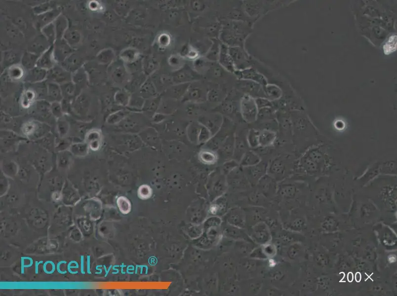 SF763 Cell Complete Medium - 4