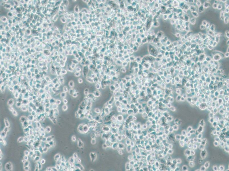 KMS-11 Cell Complete Medium - 6