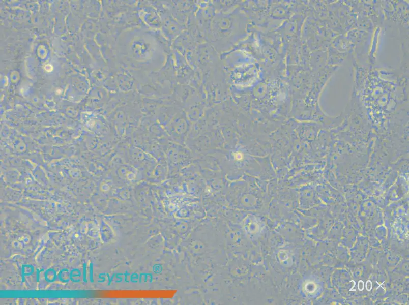 HuH-7.5.1 Cell Complete Medium - 4