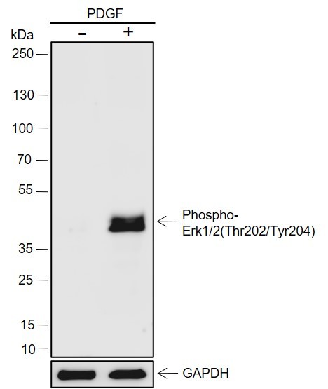 Recombinant Phospho-Erk1/2(Thr202, Tyr204) Monoclonal Antibody-searchlist-1