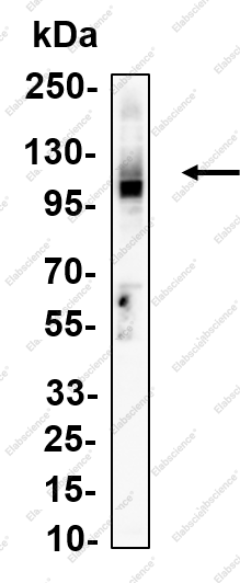 Recombinant DGCR8 Monoclonal Antibody - 1
