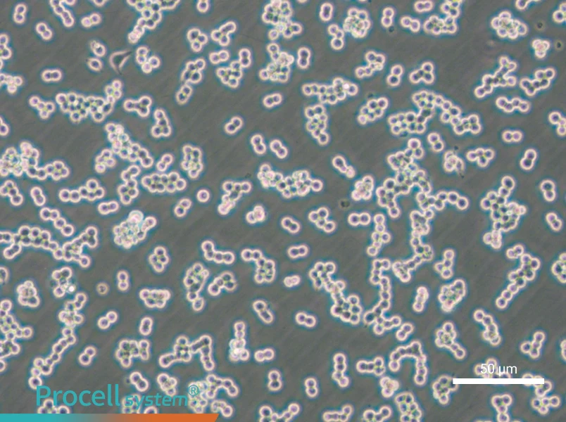 RAW 264.7-EGFP Cell Complete Medium - 4