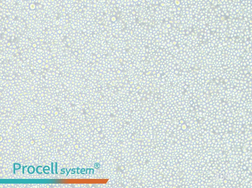 CEM/C1 Cell Complete Medium - 2