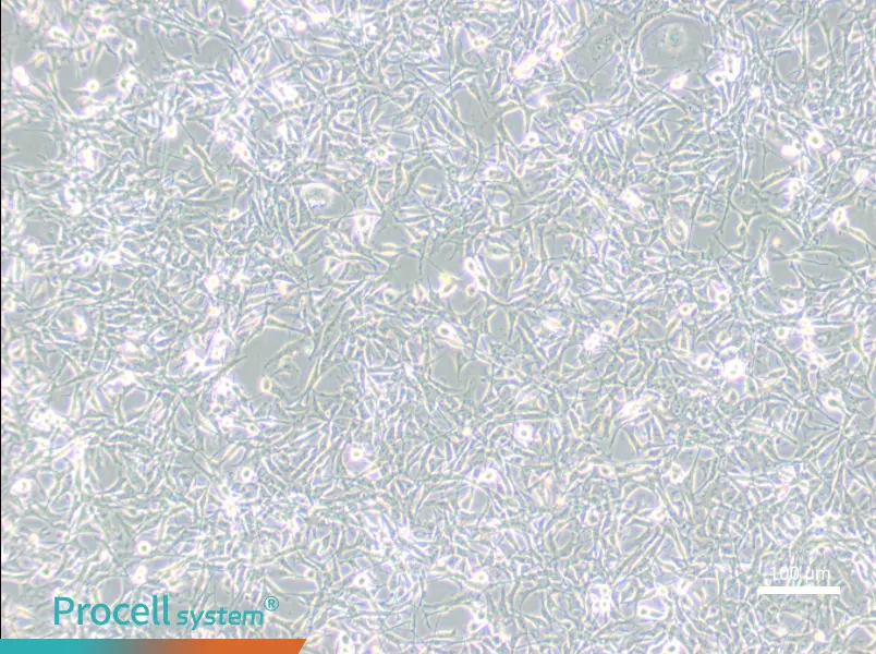 PIEC Cell Complete Medium - 2