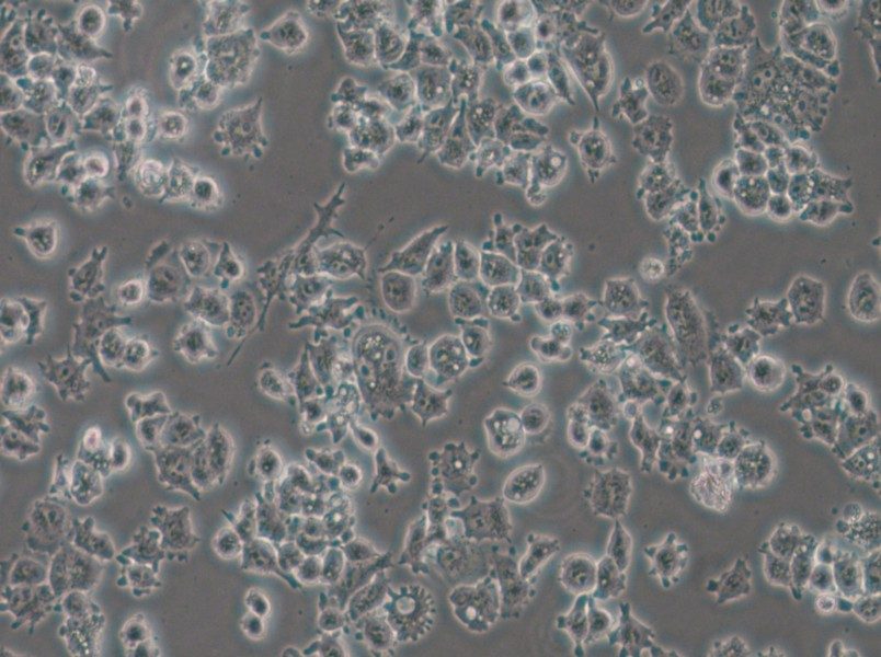 A-427 Cell Complete Medium - 4