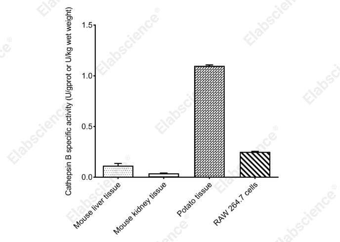 Cathepsin B Activity Fluorometric Assay Kit - 2