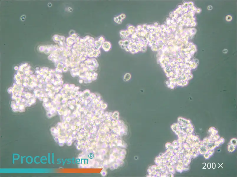 PC-12 (Undifferentiated) Cell Complete Medium - small - 5