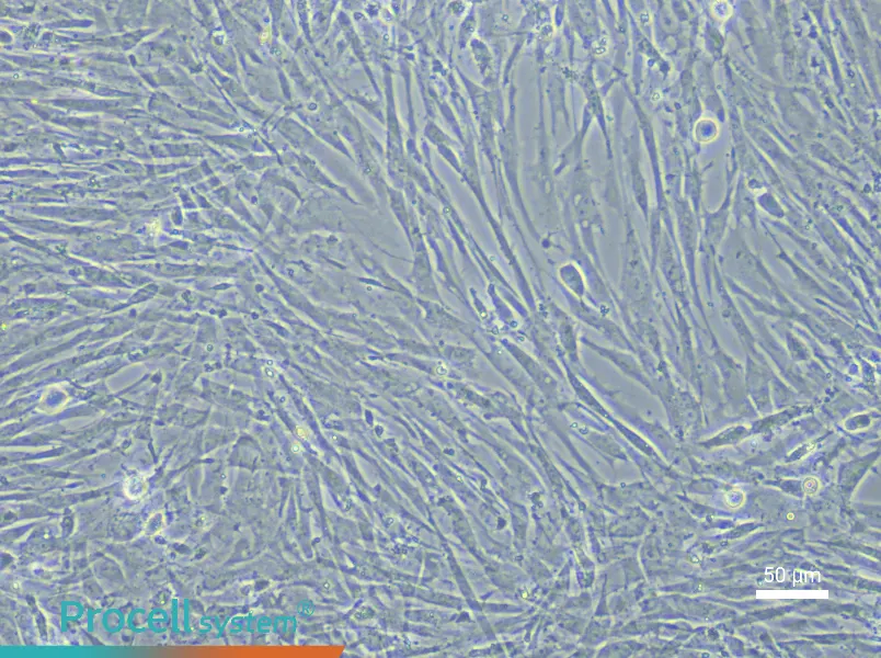 Chicken Adipose-Derived Stem Cell Complete Medium - 6