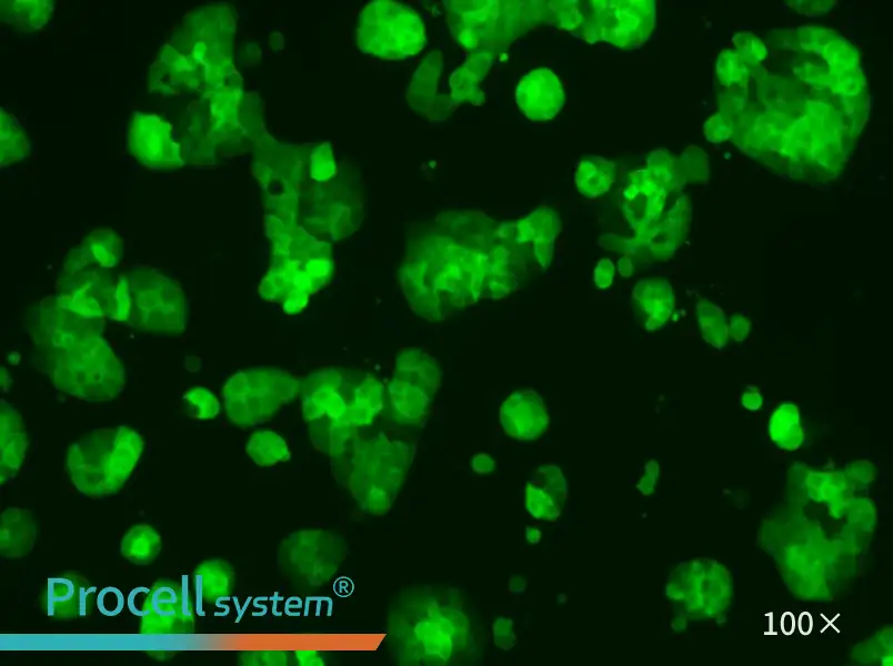 HT-29-GFP Cell Complete Medium - 3