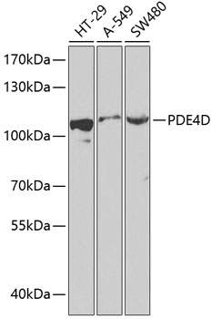 Western blot analysis of extracts of various cell lines using PDE4D Polyclonal Antibody at 1:1000 dilution.