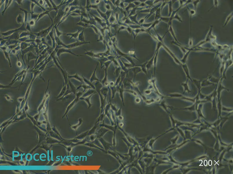 Psi2 DAP Cell Complete Medium - small - 5