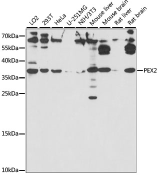 Western blot analysis of extracts of various cell lines using PEX2 Polyclonal Antibody at 1:1000 dilution.