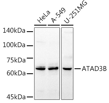 Western blot analysis of extracts of various cell lines using ATAD3B Polyclonal Antibody at 1:1000 dilution.