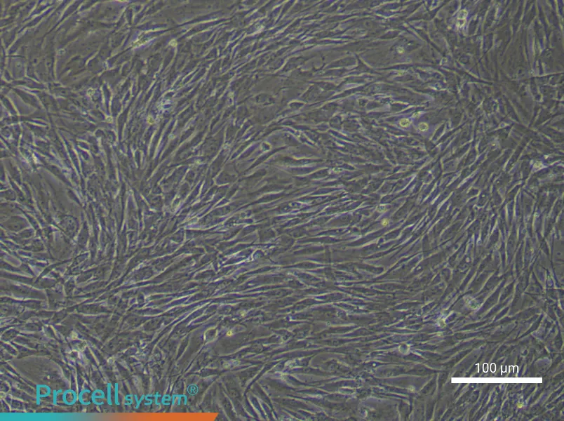 Human Dental Pulp Stem Cell Complete Medium - 2