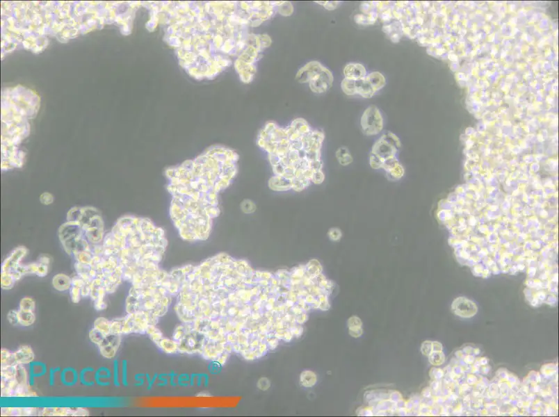 D341Med Cell Complete Medium - 5