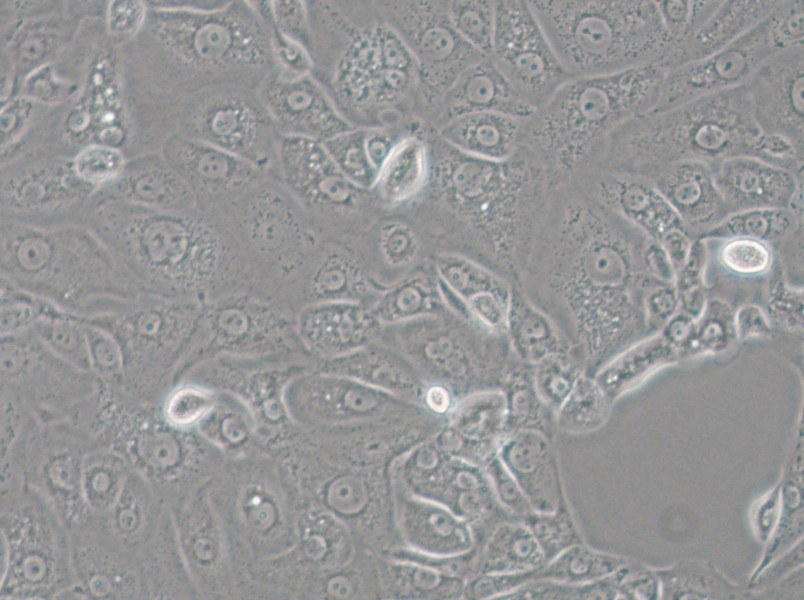 ACT-1 Cell Complete Medium - small - 4
