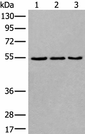 Western blot analysis of 293T NIH/3T3 and K562 cell lysates  using WDSUB1 Polyclonal Antibody at dilution of 1:500