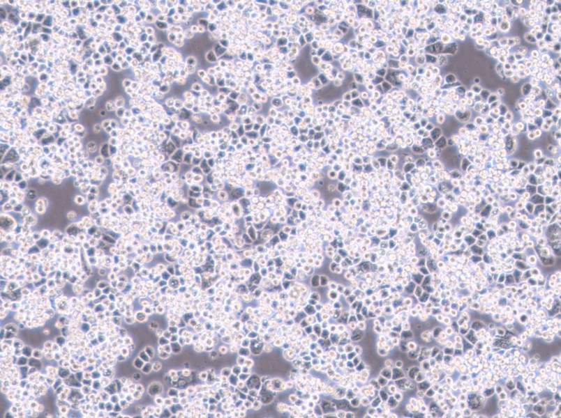 MDA-kb2 (DMEM) Cell Complete Medium-searchlist-1