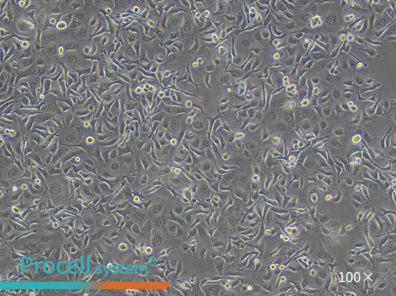 TE-1 Cell Complete Medium - 2