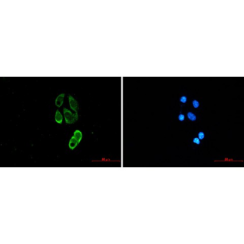 Immunofluorescence of TRIM25/EFP (green) in MCF-7 using TRIM25/EFP antibody at dilution 1:20, and DAPI(blue)